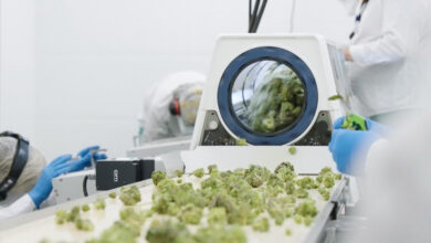 6 Cannabis Trimming Machines to Boost Revenue in 2025